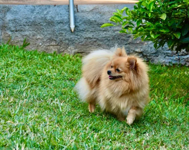 Spitz femea