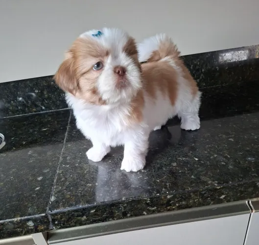 Shihtzu macho raça pura com garantia 