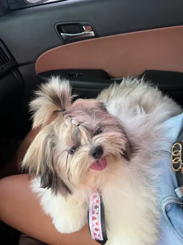 Alguma cachorra shihtzu pra cruzar com o meu shihtuz? 