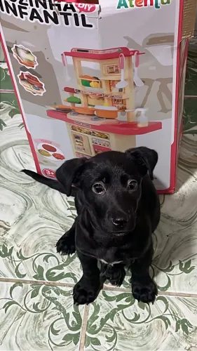 Estou doado esse cachorrinho ele tem 2 meses