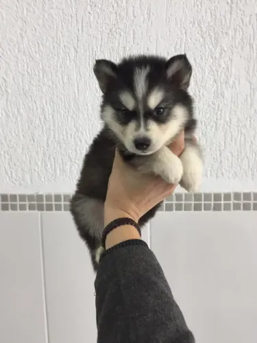 Filhote husky siberiano, O Rabinho Mais Feliz da Cidade Pode Ser Seu!