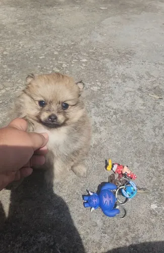 Lulu da pomerania