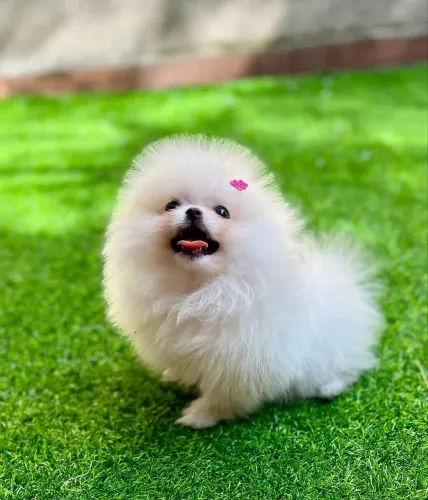 Filhote de Lulu da pomerania promoção