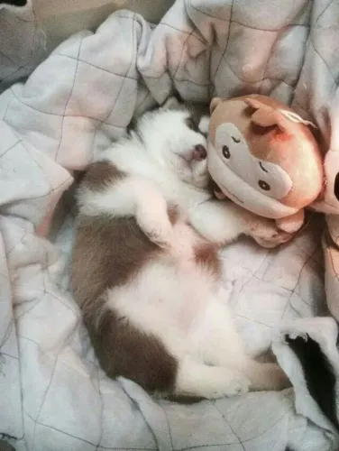 Husky siberiano Um presente que pode se tornar parte da família