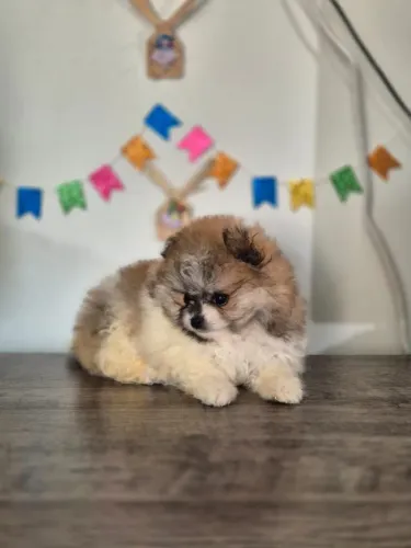 Lulu da Pomerânia Fêmeas - Laranja e Bicolor Disponíveis