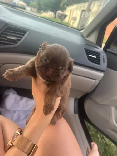 Shih Tzu Chocolate FEMEA