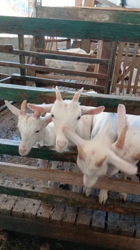 Bodinhos Sannen