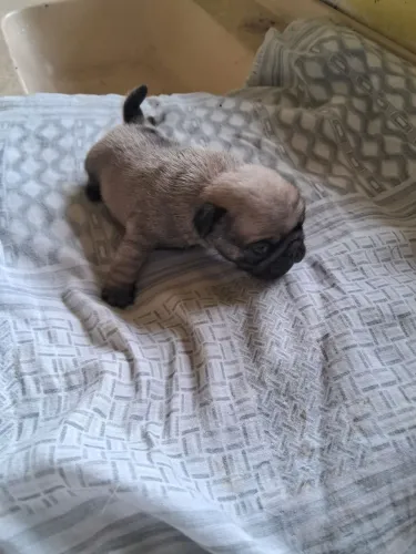 Vende filhos macho e doa mae pug