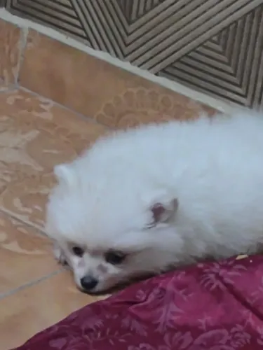Filhote de Spitz alemão macho de 50 dias