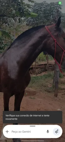Vende se cavalo macha picada próximo a salinas minas gerais