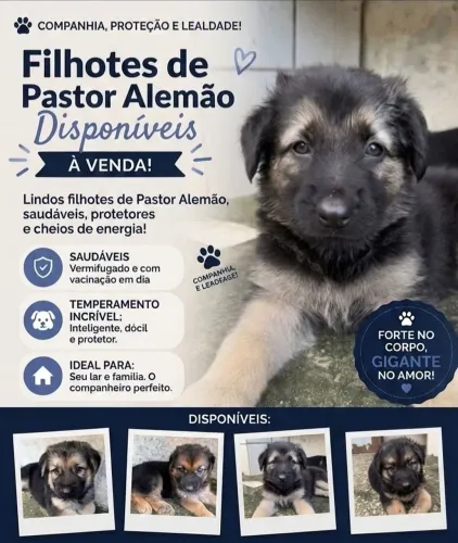     Pastor Alemão Filhotes Capa Preta Disponíveis