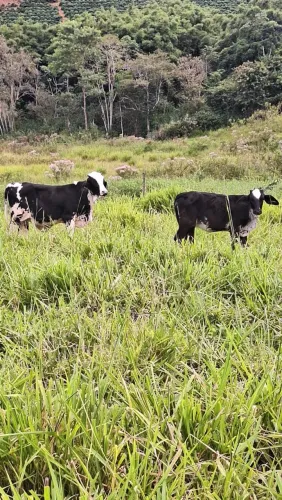 Vendo esse gado 