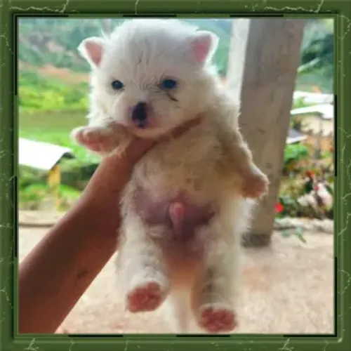 Lulu Spitz Anão Macho