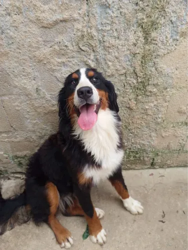 Bernese mountain adultas
