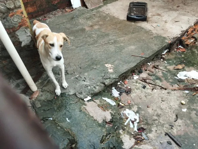 Cachorro sem raça definida coto amarelo e outro branco nome zeus,Tor 
