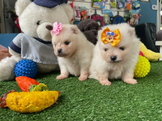 Spitz alemão fêmea e macho disponível