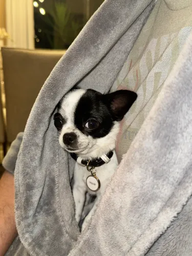 Chihuahua fêmea minúscula 