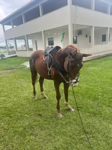 Cavalo QM