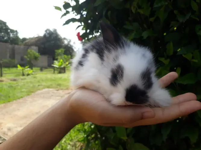 Mini Coelho 