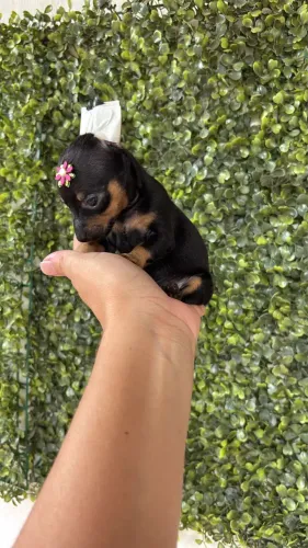 Pinscher fêmea MICRO