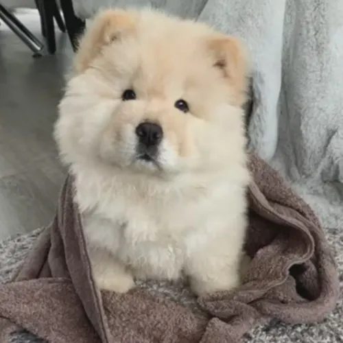 Chow Chow O presente ideal para aquecer qualquer coração