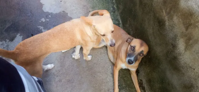 Cachorras para adoção (levamos até você)
