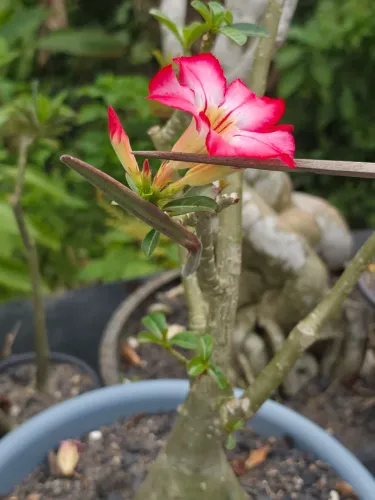 Rosas do deserto