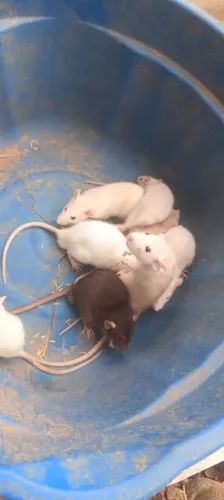 Ratos Twister Dumbo filhote 