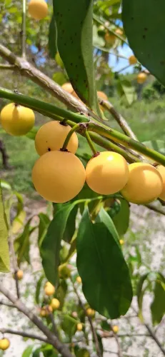 Muda de Bacupari