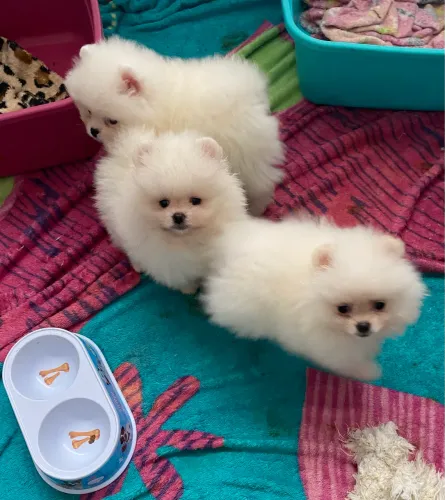 Spitz alemão anã fêmea ursinha