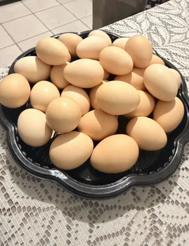 Ovos galados de galinhas índias