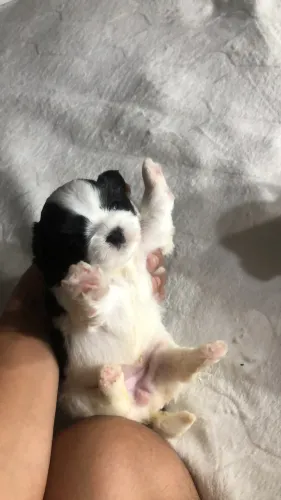 Cachorro Shih Tzu 1 fêmea 