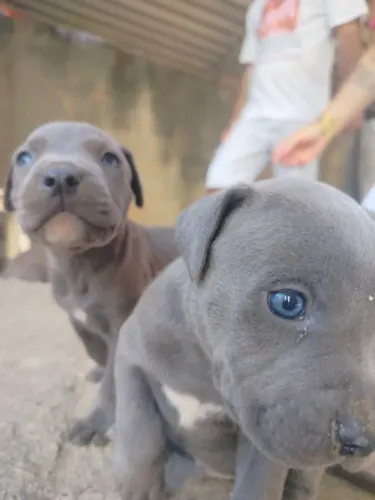 Cachorro American Bully 