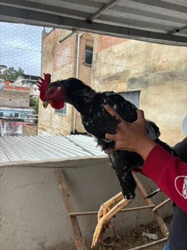 Galo Gsb