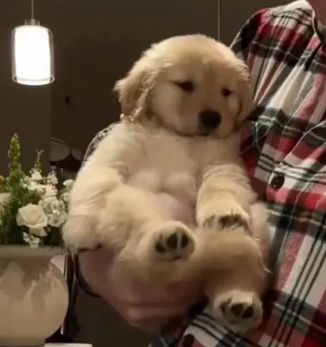 Golden Retriever com Disponibilidade