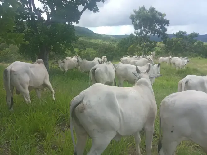 Fazenda! Boa de Água com 25 Alqueires! Aceita Imóveis em Goiânia