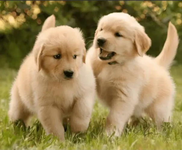 Golden Retriever Filhote