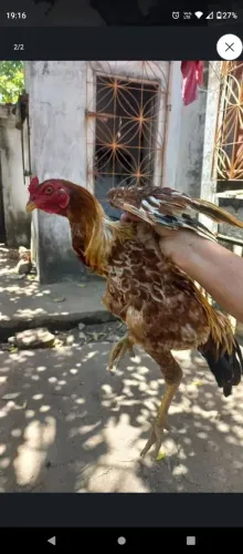 Galos caipiras