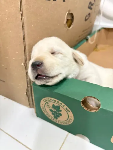 Filhote de labrador puro