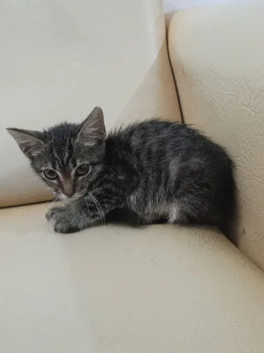 Gatinho (macho)