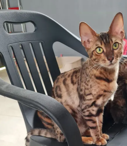 Gatas fêmeas bengal