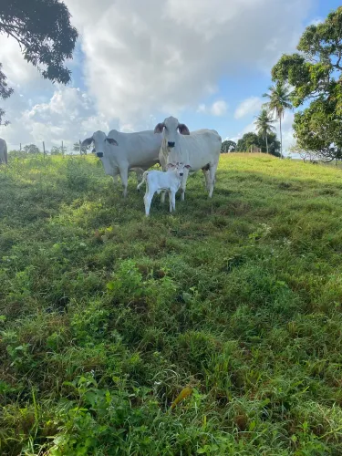 Vendo duas vacas paridas todas duas primeira cria .