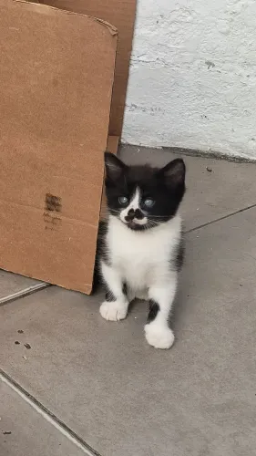 Gatinho