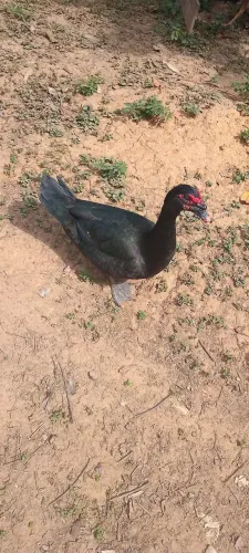 Patos disponível