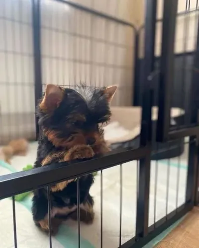 Filhotes De Yorkshire Terrier - Companhia Que Acolhe 