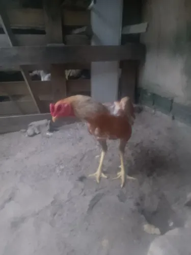 Frango de raça