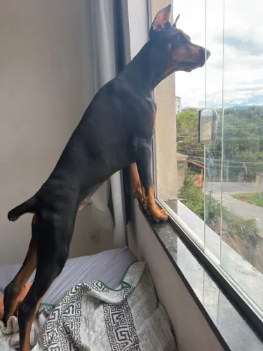 Filhote de Dobermann