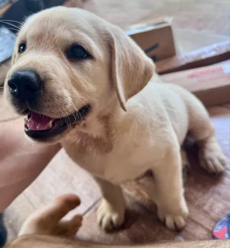 Filhotes de Labrador Retriever