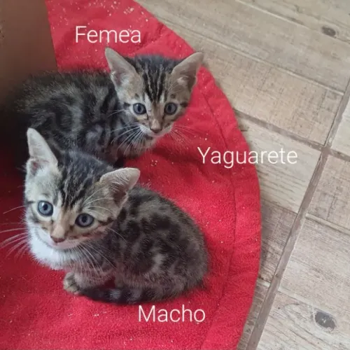 Gato Bengal filhotes