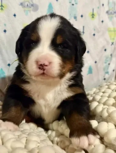Filhotes de Bernese | Carinho que chega sorrindo.